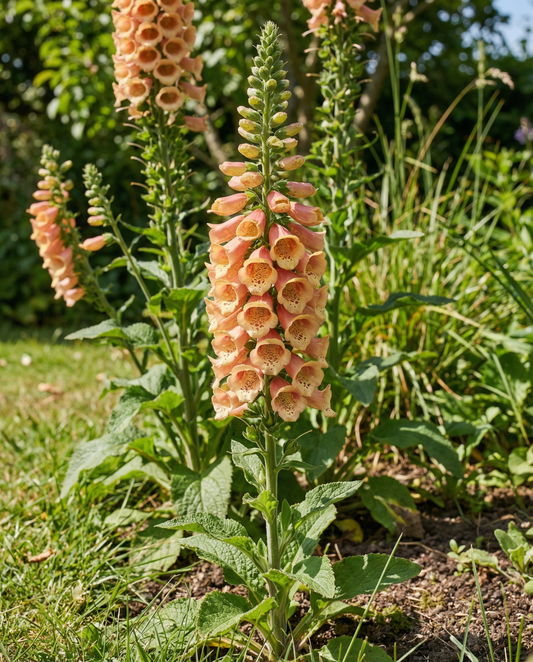 Peach F1 (Digitalis dalmatian) – frön för tvååriga plantor från SeedsChoice