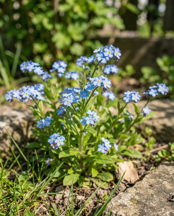 Förgätmigej blå (Myosotis alpestris) – tvååriga blomsterfrön från SeedsChoice