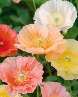 Island Poppy-frön Papaver Nudicaule tvåårig blandad färg