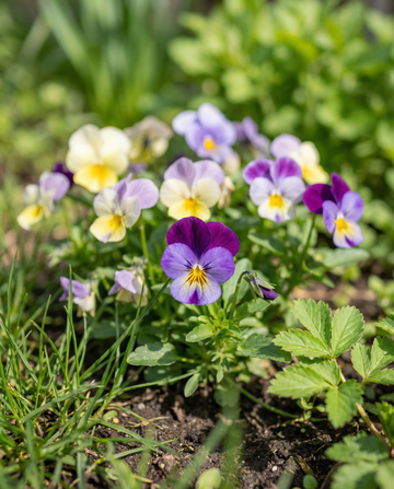 Bambini Mixed (Viola cornuta) – tvååriga blomsterfrön från SeedsChoice