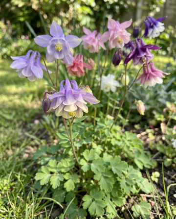 Akleja Mrs Scott Elliott (Aquilegia vulgaris) – fleråriga frön från SeedsChoice