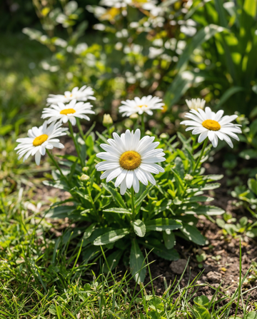 Shasta Daisy Silver Princess (Chrysanthemum maximum) – fleråriga frön från SeedsChoice