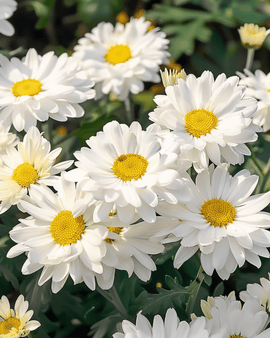 Shasta Daisy frön Silver Princess Chrysanthemum Maximum flerårig