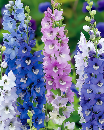 Riddarsporrefrön Giant Pacific Mixed (Delphinium cultorum) – flerårig blandning