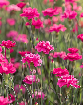 Fältnejlikafrön Dianthus deltoides flerårig blomma
