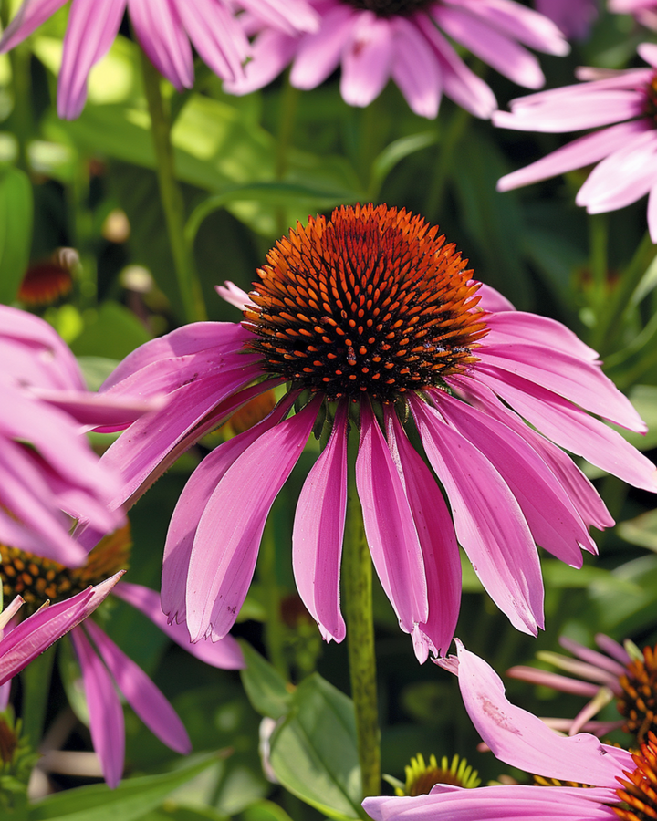 Frön till röd solhatt (Echinacea purpurea) – flerårig blomma