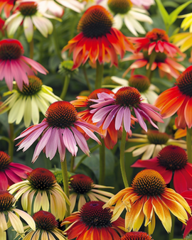 Echinacea Hybrida Cheyenne Spirit – frön till flerårig blandning