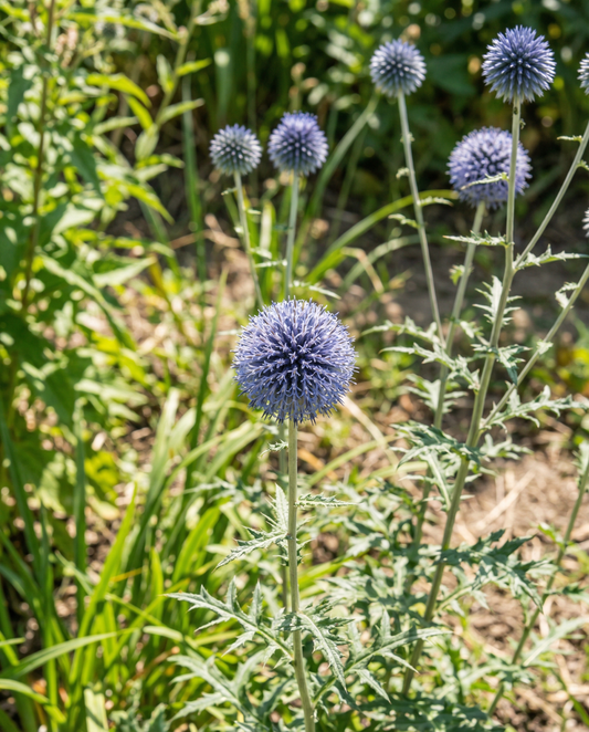 Globe Thistle Blue (Echinops ritro) – fleråriga frön från SeedsChoice