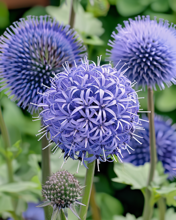 Bolltistelfrön blå (Echinops ritro) – flerårig
