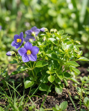 Persisk viol Midget Blue (Exacum affine) – ettåriga blomsterfrön från SeedsChoice