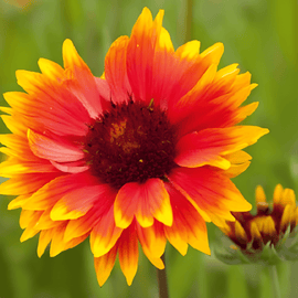Torktåliga prairieblomsfrön Gaillardia aristata perenn