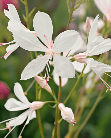 Sparkle White (Gaura lindheimeri) – frön till flerårig blomma