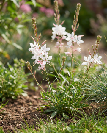 Sparkle White (Gaura lindheimeri) – fleråriga blomsterfrön från SeedsChoice