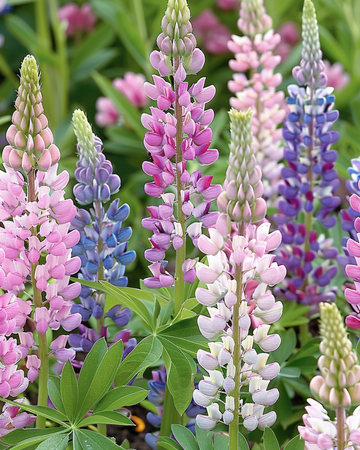 Lupin Russell's Hybrids frön (Lupinus polyphyllus) – flerårig blandning
