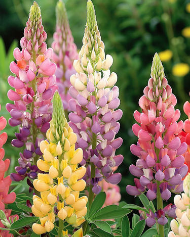 Lupine Minarette seeds (Lupinus polyphyllus) – perennial