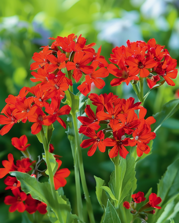 Lychnis-frön Lychnis Chalcedonica fleråriga blomsterfrön (Lychnis chalcedonica) – flerårig blomma