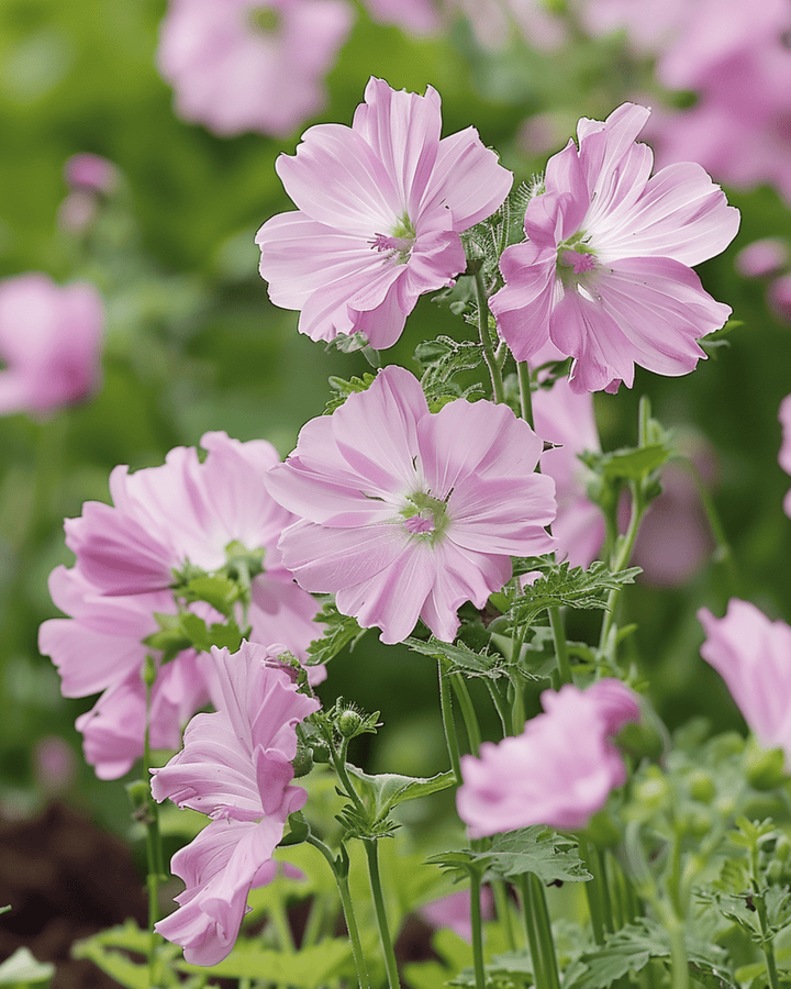 Myskmalvafrön (Malva moschata) – flerårig blomma