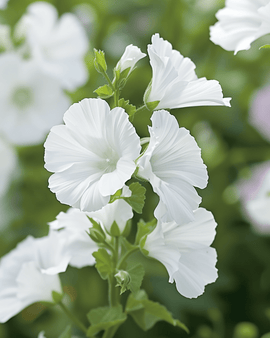 Myskmalvafrön Malva Moschata flerårig Alba White