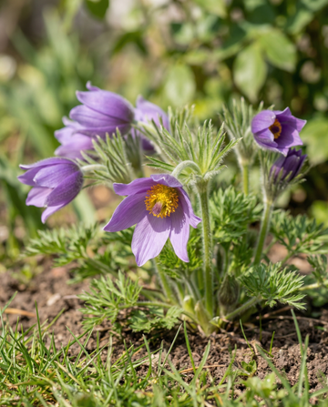 Backsippa (Pulsatilla vulgaris) – perenner frön från SeedsChoice