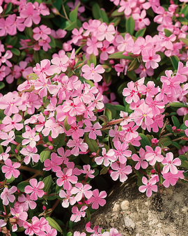 Klipptvålsfrön Saponaria Ocymoides flerårig blomma