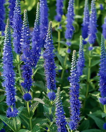 Frön till ärenpris Blue Bouquet (Veronica spicata) – flerårig blomma