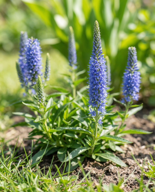 Ärenpris Blue Bouquet (Veronica spicata) – frön till flerårig blomma från SeedsChoice