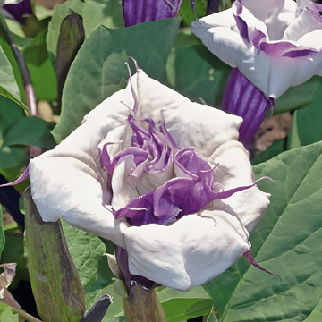 Blandning full sol 40 cm höjd – ettåriga blomsterfrön från SeedsChoice