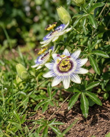Passionsblomma klätterväxt (Passiflora caerulea) – frön för flerårig klätterväxt från SeedsChoice