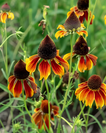 Mexikansk hattblomma frön (Ratibida columnifera) – ettårig blomma