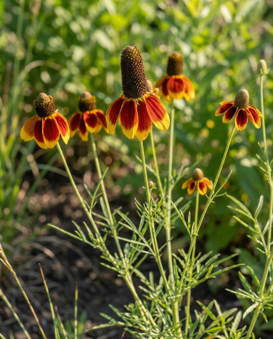 Mexikansk hattblomma (Ratibida columnifera) – ettårig blomma, frön från SeedsChoice