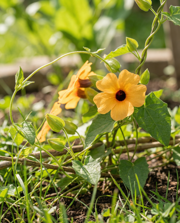 Black Eyed Susan klätterväxt (Thunbergia alata) – ettåriga klätterfrön från SeedsChoice