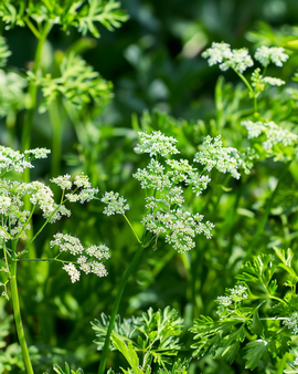Anisfrön Pimpinella anisum ettårigt örtagårdsväxt