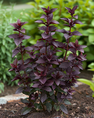Basilika Dark Opal frön (Ocimum basilicum) – ettårig ört
