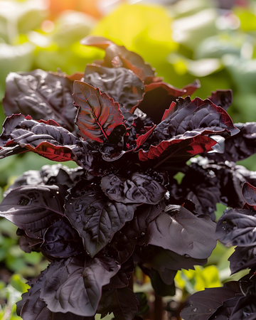 Söt basilika Red Lizzy frön (Ocimum basilicum) – ettårig