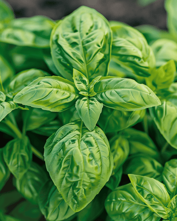 Frön till storbladsbasilika Large Leaved (Ocimum basilicum) – ettårig