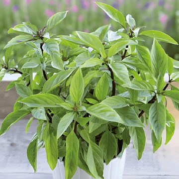 Basilikfrön Siam Queen (Ocimum basilicum) – ettårig ört