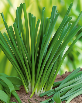 Piplöksfrön Allium fistulosum flerårig ört