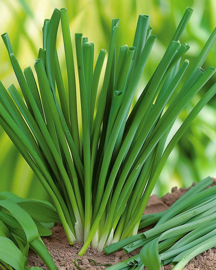 Piplöksfrön (Allium fistulosum) – flerårig ört