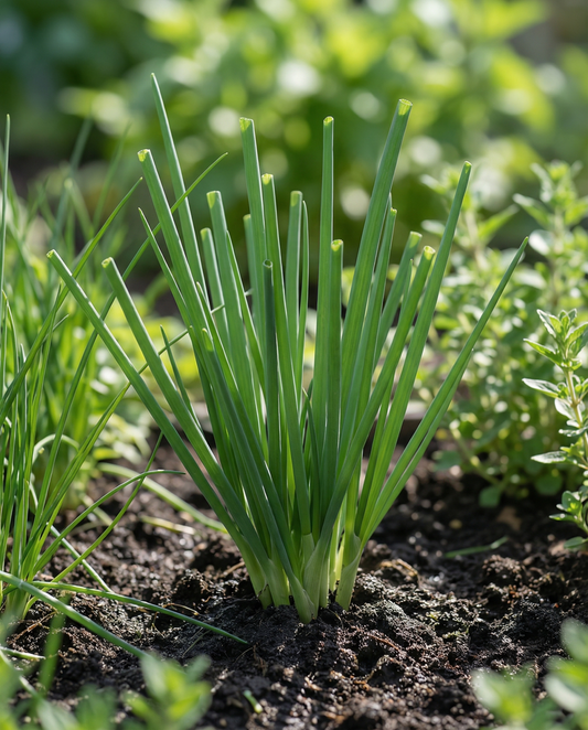 Piplök (Allium fistulosum) – frön av flerårig ört från SeedsChoice