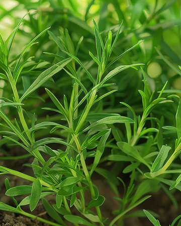 Sommarsavory frön (Satureja hortensis) – ettårig ört