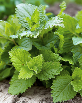 Citronmelissfrön Melissa officinalis flerårig ört