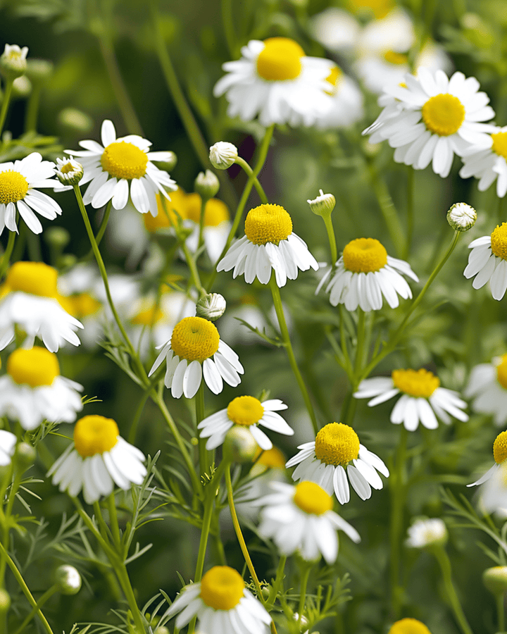 Kamomill frön (Matricaria chamomilla) – ettårig ört