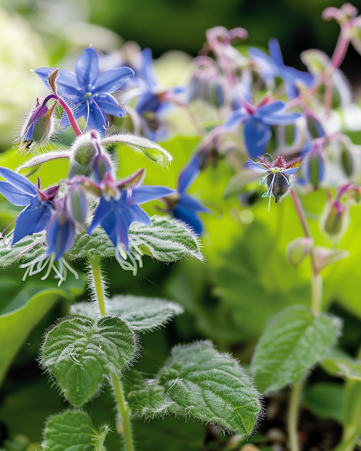 Gurkörtsfrön (Borago officinalis) – ettårig ört