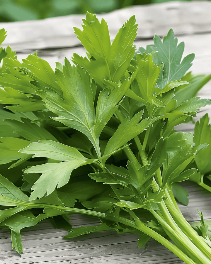 Libbstickafrön (Levisticum officinale) – flerårig ört