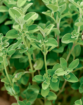 Mejramfrön Origanum majorana ettårig kryddört