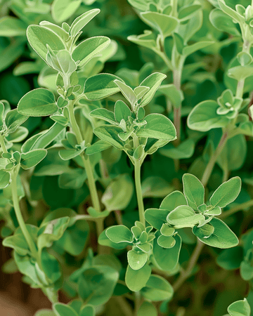 Mejramfrön (Origanum majorana) – ettårig kryddört