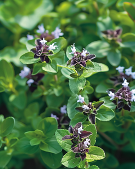 Oreganofrön Origanum vulgare perenn ört