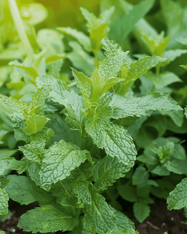 Pepparmintfrön Mentha piperita flerårig ört