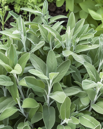 Salvifrön (Salvia officinalis) – flerårig ört