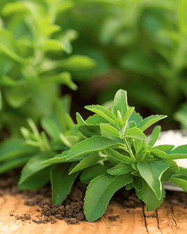 Stevia-frön Stevia rebaudiana söttbladsört flerårig